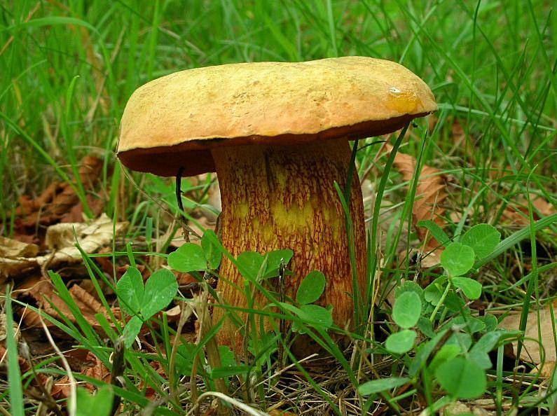 Boletus luridus?